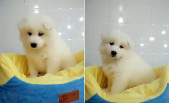 家有狗狗，常备药物有哪些？