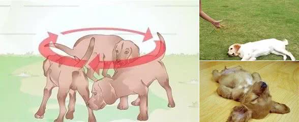怎样训练犬装死和转弯？