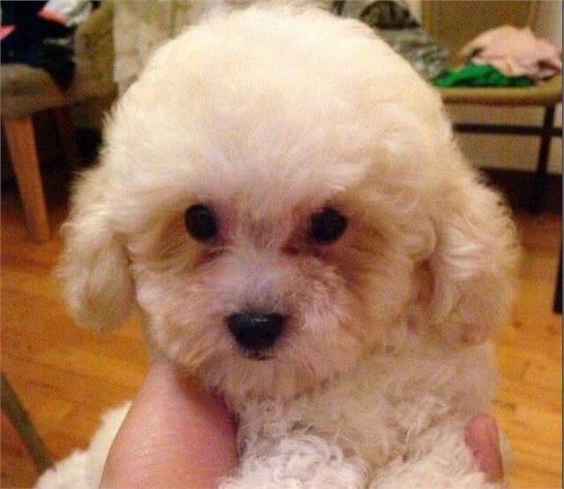 比熊犬脸上老是有泪痕，脏兮兮的难看死了，有什么办法除洁净？