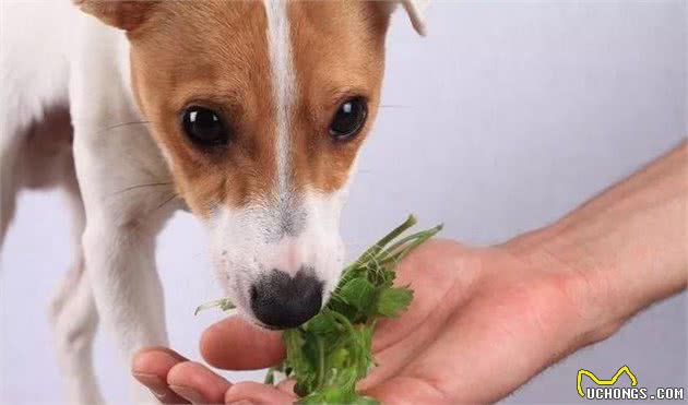 狗狗的喂零食学问及蔬果禁忌