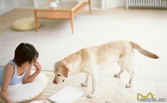 拉布拉多犬性格怎么样