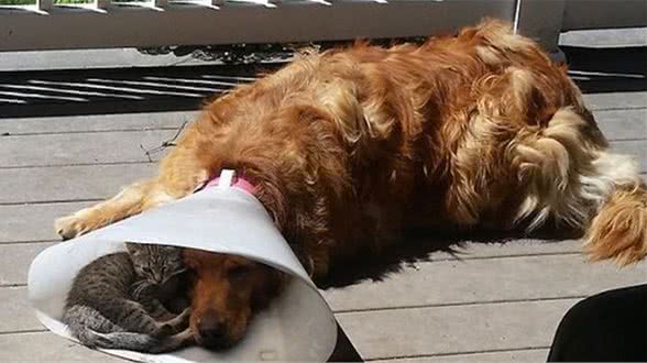 新手铲屎官养犬干货，这样饲养才能让狗狗健康又漂亮！
