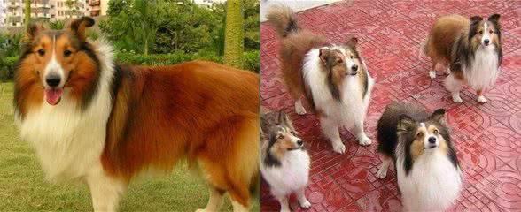 解读“喜乐蒂牧羊犬”，产于喜乐蒂犬而得名，一只犬可看护整个羊群