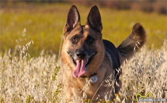 这3种大型犬类，刚出生颜值高就在线，就连智商也堪比人类