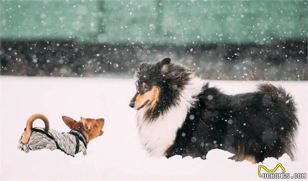 想养苏牧犬，不知道需要豫备什么？以下几点你需要知道