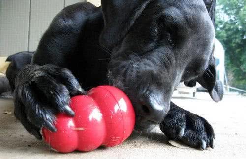 狗狗每天只吃犬粮？12种狗能够吃的食物，给犬粮加点料吧