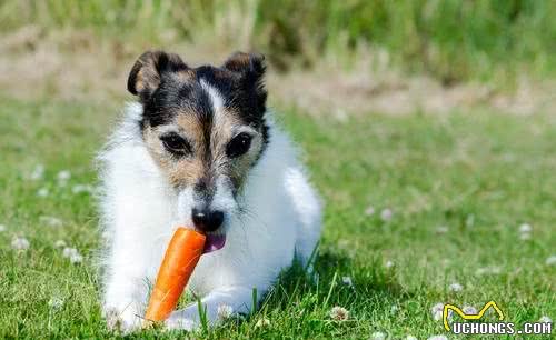 狗狗每天只吃犬粮？12种狗能够吃的食物，给犬粮加点料吧