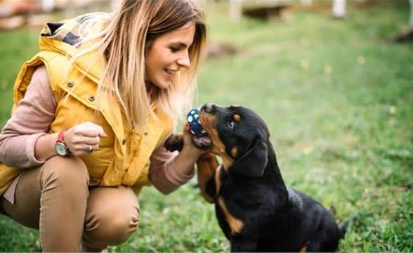 这4种护卫犬，可谓最勇猛的狗狗，罗威纳犬上榜