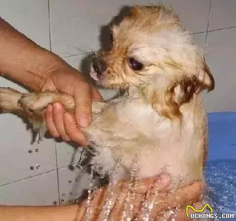 犬中的心机狗—小型犬