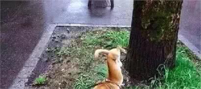 犬中的心机狗—小型犬