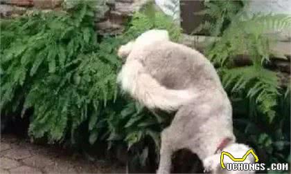 犬中的心机狗—小型犬
