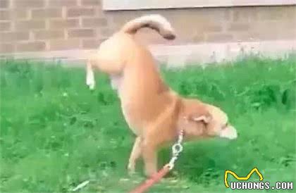 犬中的心机狗—小型犬