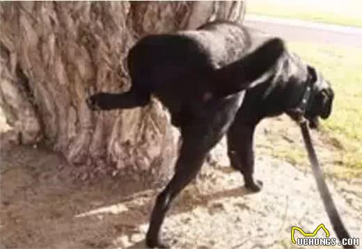 犬中的心机狗—小型犬