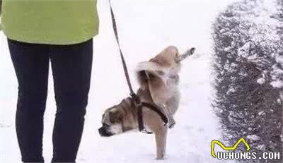 犬中的心机狗—小型犬