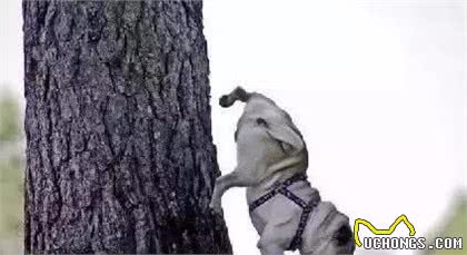 犬中的心机狗—小型犬