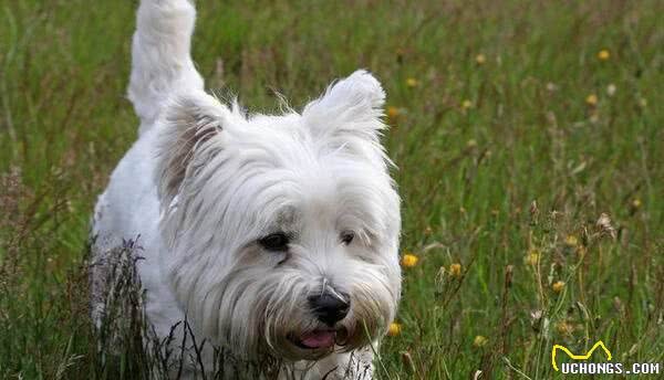 西施犬一天吃多少犬粮西施犬犬粮怎么挑选