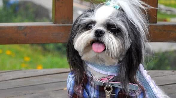 西施犬一天吃多少犬粮西施犬犬粮怎么挑选