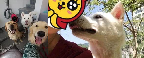 拥有“招狗体质”是种什么样的体验?