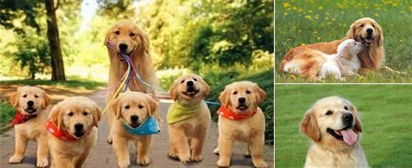 金毛寻回犬大百科