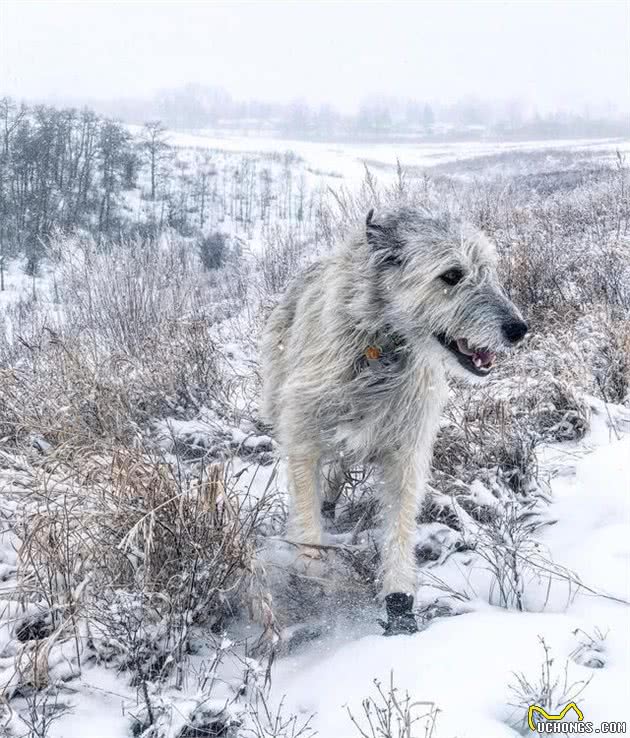 体型比小马驹还大的爱尔兰猎狼犬，对待主人却像萨摩金毛犬一样温顺