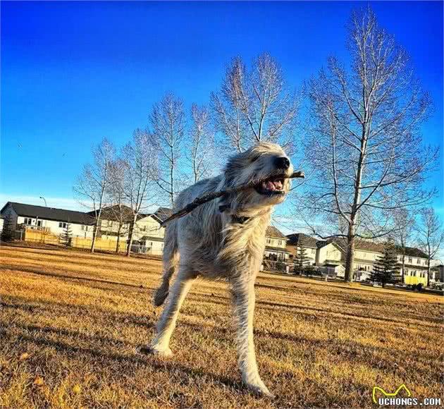 体型比小马驹还大的爱尔兰猎狼犬，对待主人却像萨摩金毛犬一样温顺