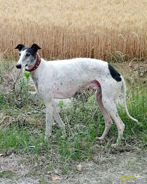 猎犬专题之“速度之王”—格力犬