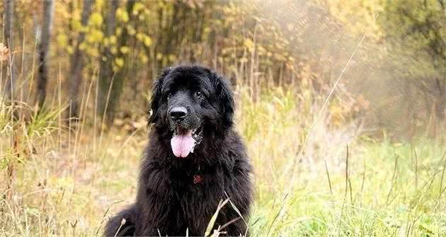 纽芬兰犬作为大型犬，却有温和的性格，饲养时应当注意什么呢？