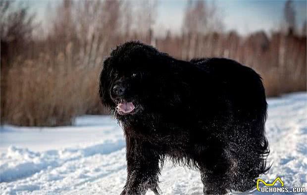 纽芬兰犬作为大型犬，却有温和的性格，饲养时应当注意什么呢？