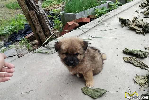 爱狗的你们，知道幼犬应当怎么养护吗？做好这五点让狗健康成长！