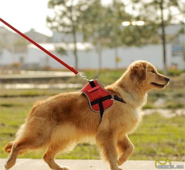 狗狗走丢后，几个小方法帮你找到他！