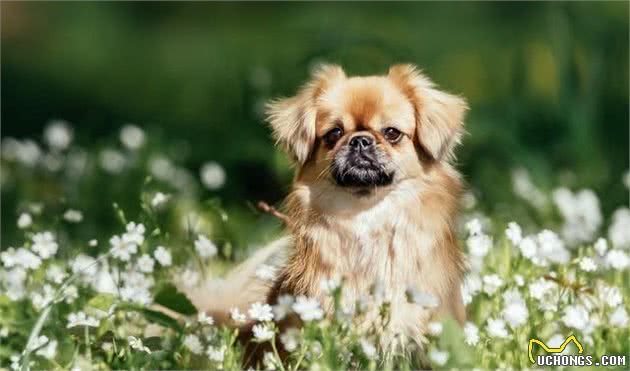 中国十种本土宠物犬狗狗