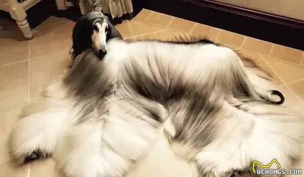 这么拉风的阿富汗猎犬，就该被禁养