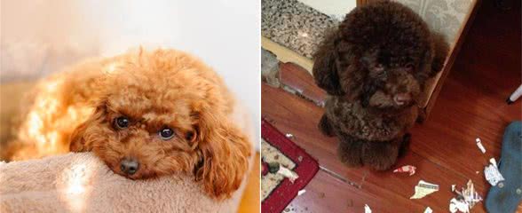 泰迪犬那么受欢迎，为什么被“弃养”？网友：这6点很可怕！