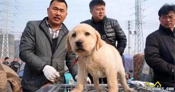 为什么不能买这5类比熊犬？养宠专家告诉您，免得你后悔