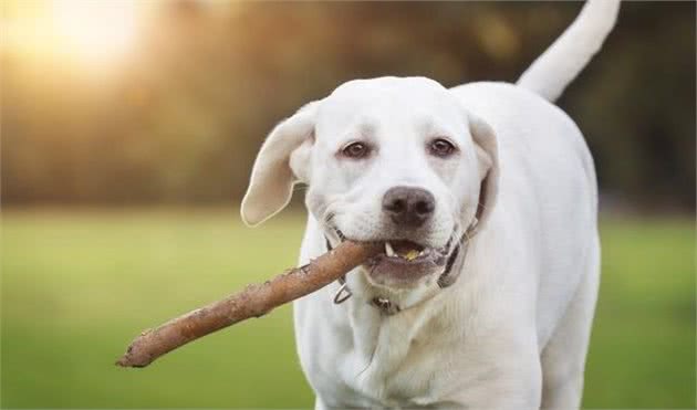 拉布拉多犬需要多大的运动量，遛狗时需要关注它的需求