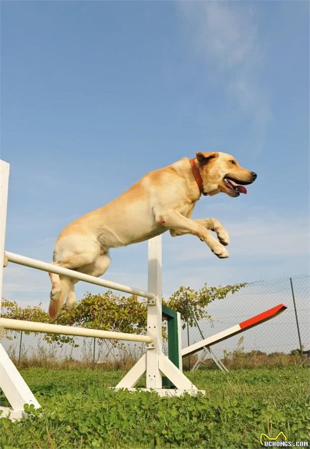 拉布拉多犬需要多大的运动量，遛狗时需要关注它的需求