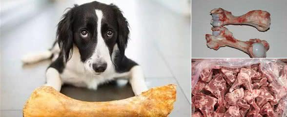 能够给犬喂食哪些骨头
