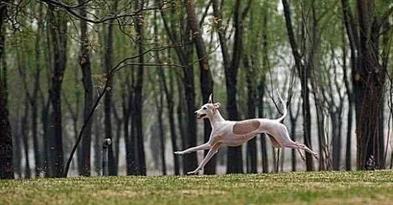 惠比特犬的游散训练开始了