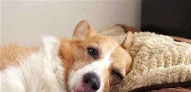 狗狗发烧时有哪些表现？「科瑞卡科普」