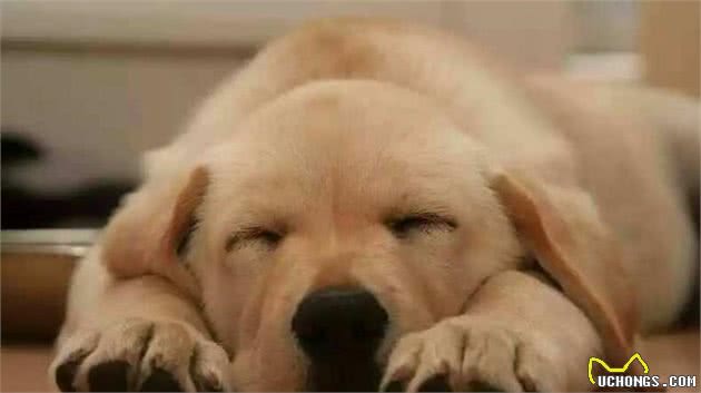 狗狗发烧时有哪些表现？「科瑞卡科普」