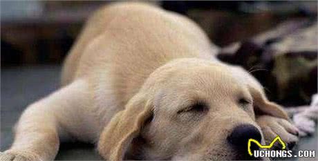 狗狗发烧时有哪些表现？「科瑞卡科普」