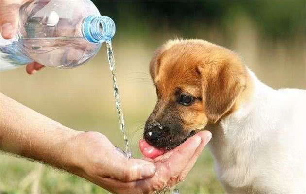 犬中暑怎么办？严重的可能会影响生命