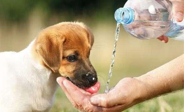 犬中暑怎么办？严重的可能会影响生命