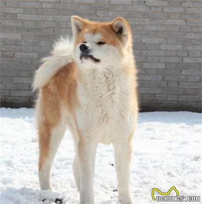 秋田犬的性格秋田犬性格沉着温顺感觉锐敏