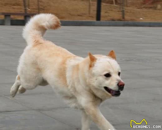 秋田犬的性格秋田犬性格沉着温顺感觉锐敏