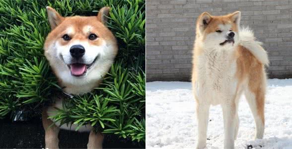 秋田犬的性格秋田犬性格沉着温顺感觉锐敏