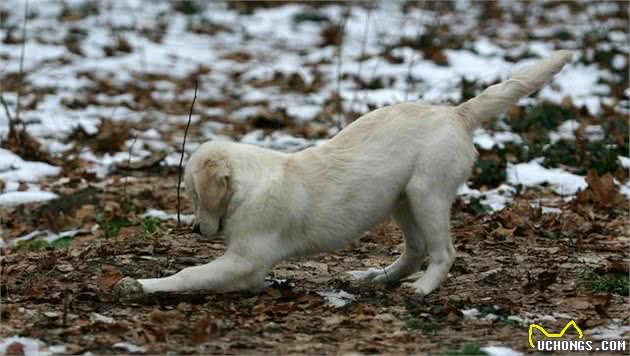 如何给怀孕母犬补钙，才能保证宝宝不吸收太多营养导致难产