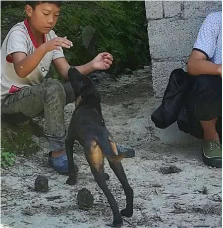 青川犬与凉山犬江湖纷争，争的不是同宗，而是江湖地位