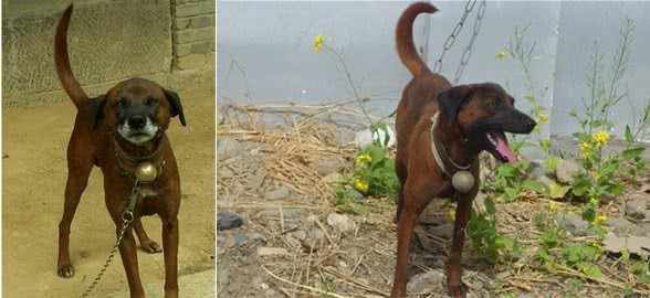 青川犬与凉山犬江湖纷争，争的不是同宗，而是江湖地位