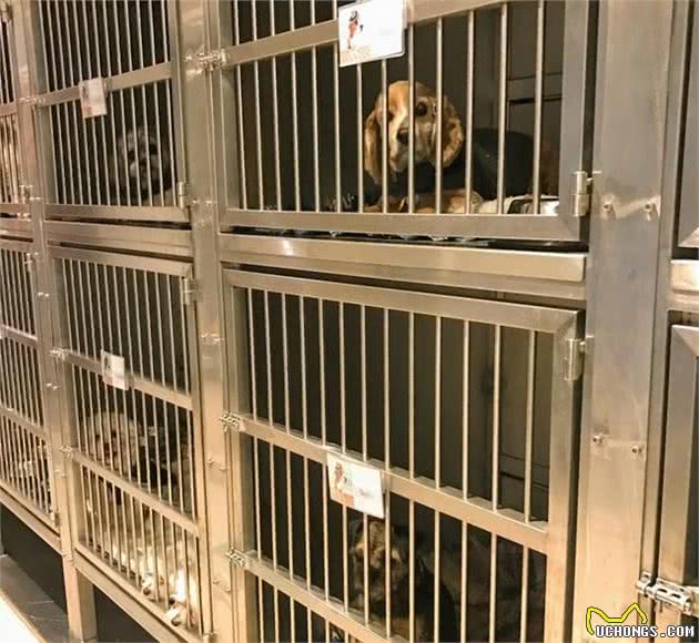 犬窝咳不就是狗感冒？可是传染性极强，主人要懂得预防